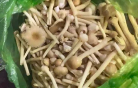 Phú Quốc: Ăn nấm lạ, 7 người bị ngộ độc