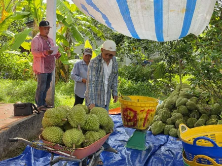 Nông dân giảm lợi nhuận vì giá sầu riêng giảm mạnh 