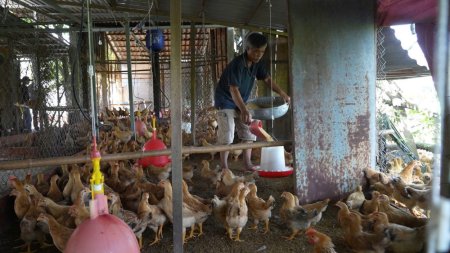 Tăng cường phòng, chống dịch bệnh trên gia súc, gia cầm