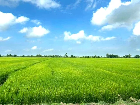 Tăng cường phòng trị dịch bệnh trên lúa hè thu khi thời tiết vào đầu mùa mưa 