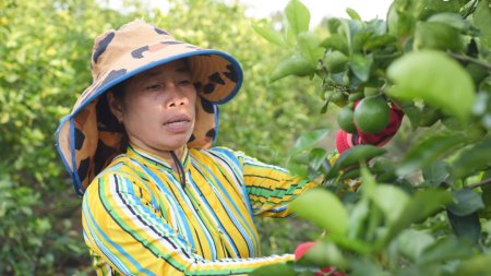 Thoát nghèo nhờ trồng chanh