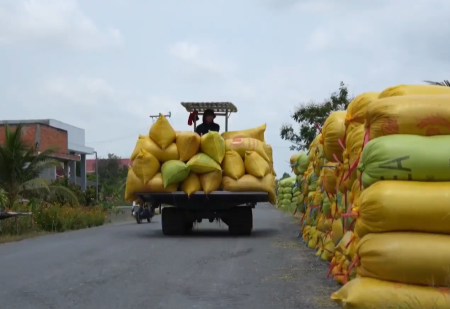 Lúa chất lượng cao chiếm tỷ trọng lớn trong sản lượng
