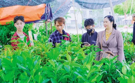 Không gian xanh mát với cây ăn trái cho nhà phố 
