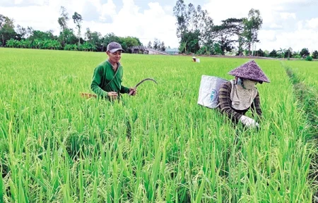 Nông dân tích cực chăm sóc lúa hè thu 