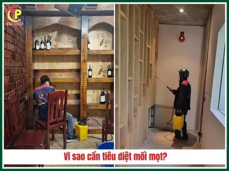 Công ty diệt mối tận gốc tại Cần Thơ uy tín, giá rẻ - Diệt Mối Tâm Phát 