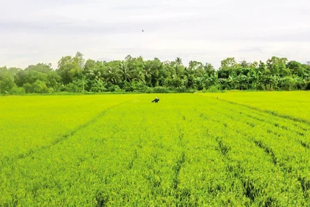 Chủ động thu hoạch kịp thời, hạn chế thất thoát lúa hè thu 