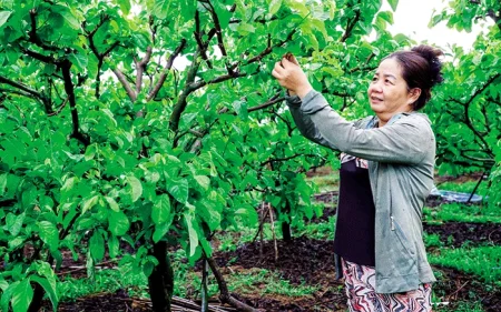 Ðồng hành cùng nông dân sản xuất 