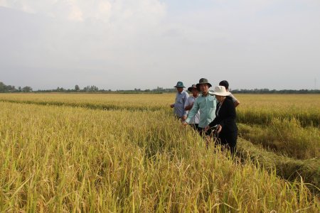 Đề án 1 triệu hécta lúa chất lượng cao, phát thải thấp: “Cuộc cách mạng” trên đồng ruộng: Cánh đồng cũ, tư duy mới (Bài 1)