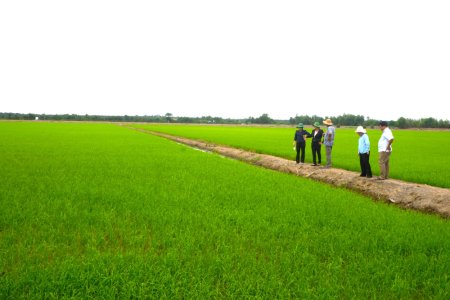 Tập trung chăm sóc lúa Hè Thu 2025