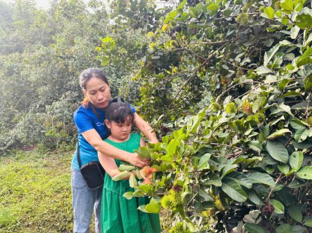 Về Đức Hòa hái chôm chôm