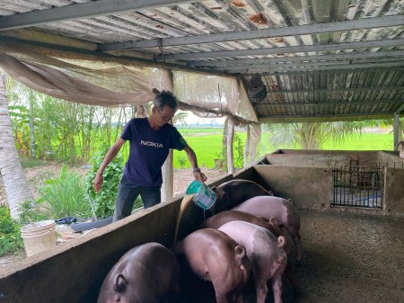Chủ động phòng, chống dịch tả heo châu Phi