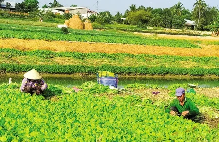 Nông dân Vĩnh Long “ưng” trồng rau cải 