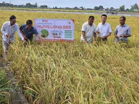 Giống lúa Hưng Long 555 được đánh giá cao 