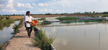Triển vọng từ nuôi ba ba