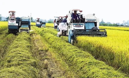 Nâng cao năng lực của hợp tác xã trong thực hiện Ðề án 1 triệu héc-ta lúa 