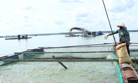 Phát triển vùng nuôi thủy sản gắn với hệ thống kênh Dầu Tiếng – Phước Hòa