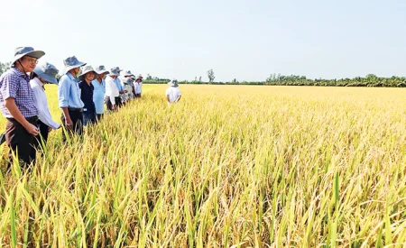 Phát triển trồng trọt giảm phát thải - Hướng đi bền vững trong bối cảnh biến đổi khí hậu 