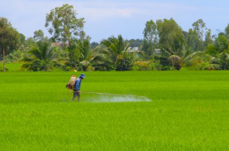 Tập trung sản xuất vụ lúa Thu Đông