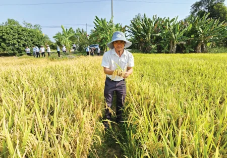 Tăng cường các hoạt động khuyến nông thúc đẩy sản xuất lúa chất lượng cao, phát thải thấp tại ĐBSCL 
