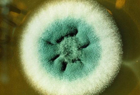 Phát hiện virus khiến nấm có thể gây hại cho người