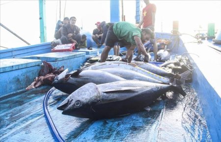 Nhiều mặt hàng hải sản của Việt Nam nguy cơ bị hạn chế xuất khẩu sang Mỹ