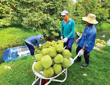 Chuẩn hóa sản xuất sầu riêng để đạt chất lượng xuất khẩu 