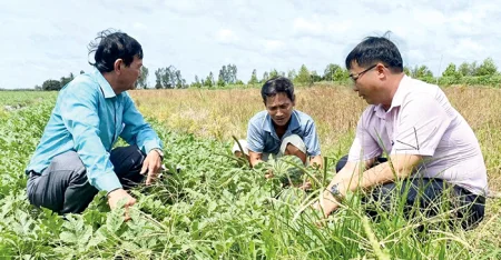 Thu nhập ổn định nhờ trồng dưa hấu 