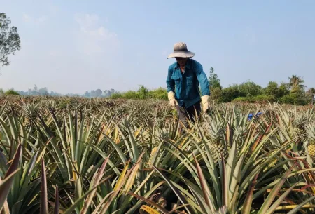 Phát triển vùng nông nghiệp chuyên canh 