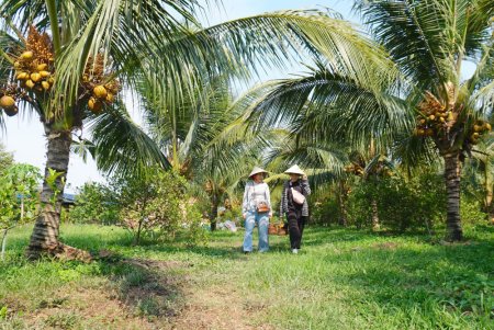 Phát triển vùng trồng dừa hữu cơ tại Tây Ninh: Dừa hữu cơ - 'trái ngọt' trên vùng đất nắng (Bài 1) English Edition