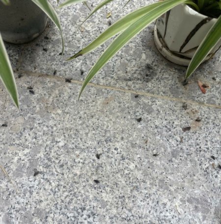 Phường Bình Minh: Người dân phản ánh hộ chăn nuôi gà gây ô nhiễm, chính quyền vào cuộc