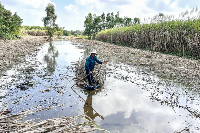 Giá mía giảm và kiến nghị kịp thời của địa phương&nbsp;