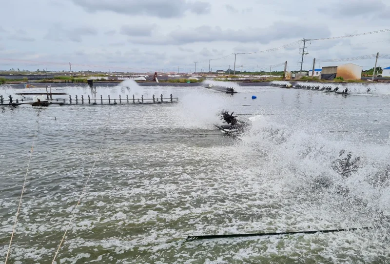 Hoạt động nuôi trồng, khai thác thủy sản đạt nhiều hiệu quả&nbsp;