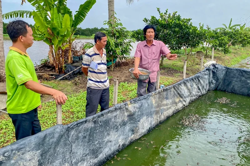 Triển vọng từ mô hình nuôi ếch theo tiêu chuẩn VietGAP&nbsp;