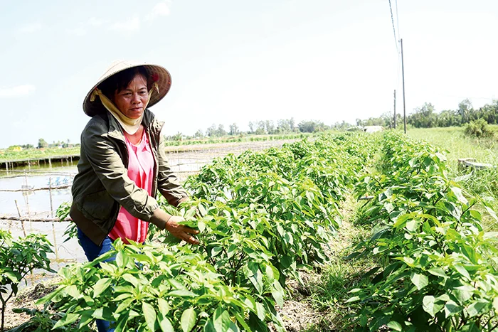 Trồng màu trên bờ ao tôm cho thu nhập khá&nbsp;