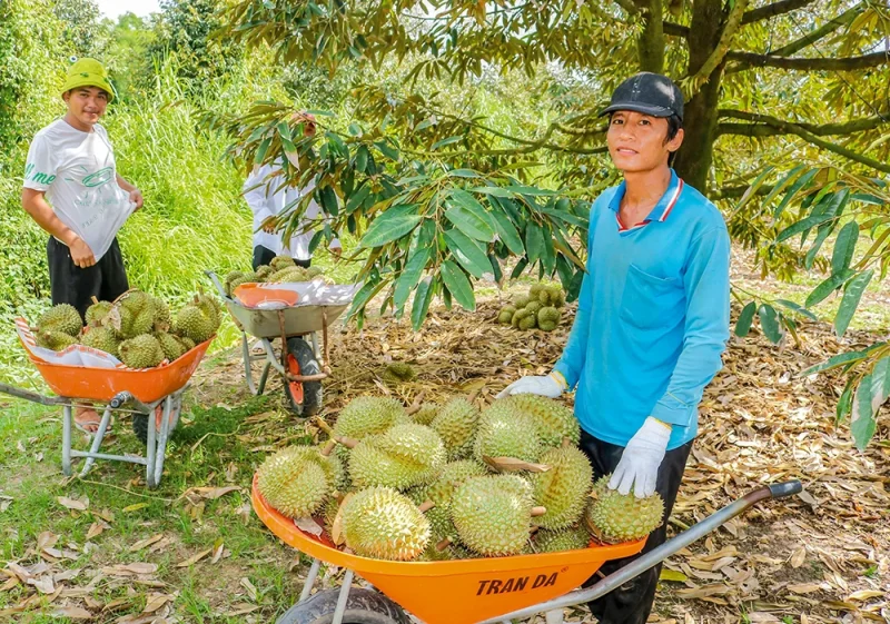 Phát huy hiệu quả vườn sầu riêng&nbsp;