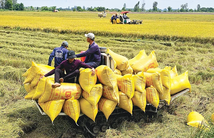 Cần Thơ quy hoạch trồng lúa có năng suất và chất lượng cao với diện tích 179.280ha&nbsp;