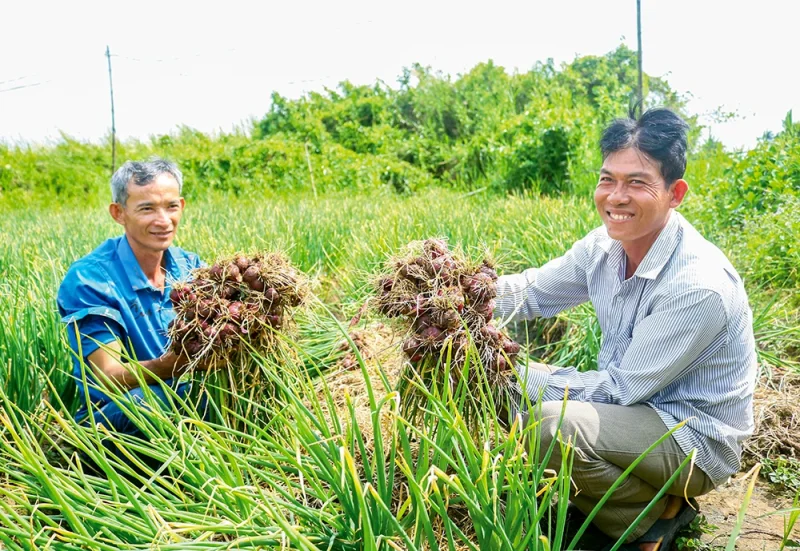 Hướng đi mới cho nông dân trồng hành tím&nbsp;