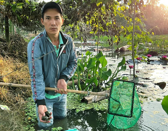 Nuôi ốc bươu đen cho lợi nhuận cao&nbsp;