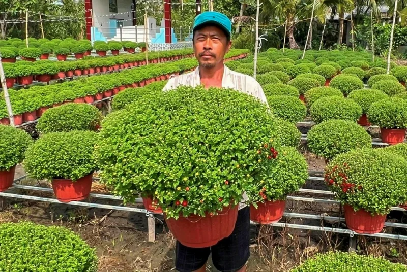 Hiệu quả từ mô hình trồng hoa Tết kết hợp trồng màu&nbsp;