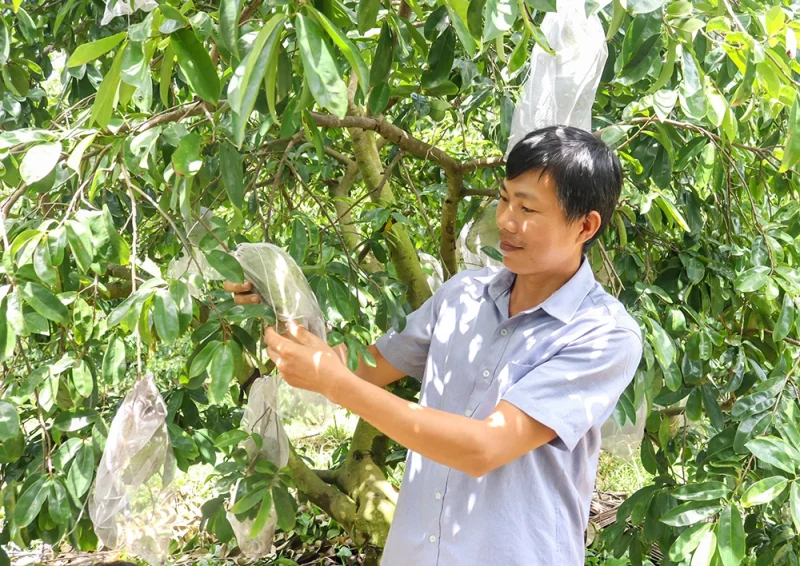 Nông dân tất bật chuẩn bị nông sản Tết&nbsp;