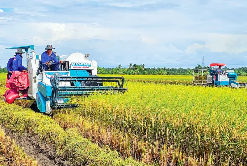 Nâng cao thu nhập nhờ lúa ST25&nbsp;