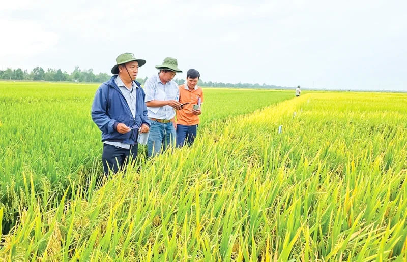 Chọn giống lúa tốt giúp tăng năng suất, giá trị hạt gạo&nbsp;