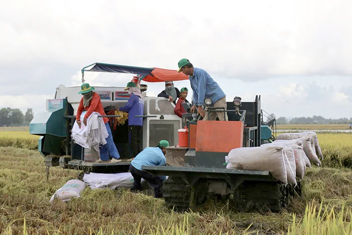 TP Cần Thơ: Khuyến khích xuống giống lúa đông xuân muộn ở khu vực có nguồn nước đảm bảo cung cấp cho sản xuất&nbsp;