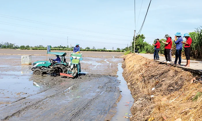 Giảm chi phí sản xuất lúa bằng nhiều giải pháp đồng bộ&nbsp;