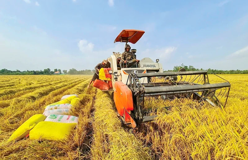 Ngành lúa gạo đối mặt với khó khăn “kép”&nbsp;