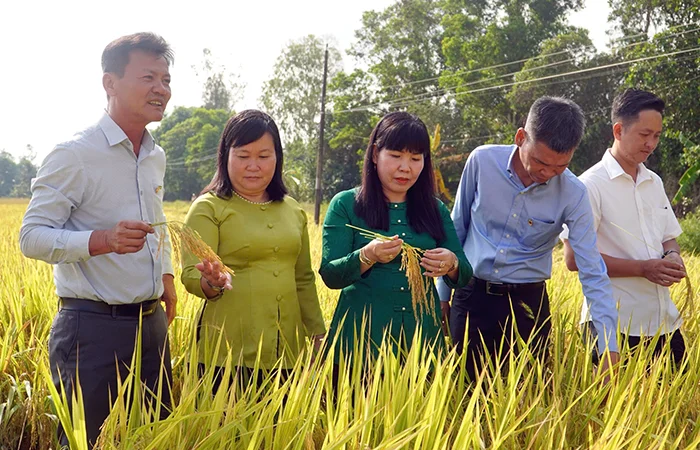 Mô hình thực hành “bón phân đúng” giúp nâng cao lợi nhuận cho nông dân và giảm phát thải khí nhà kính&nbsp;