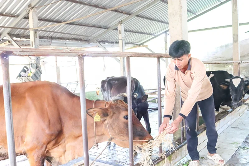 Nuôi bò sữa - sinh kế bền vững của hộ Khmer&nbsp;