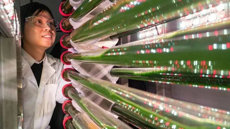 Tảo biến đổi gien có thể loại bỏ và tái chế vi nhựa trong nước&nbsp;