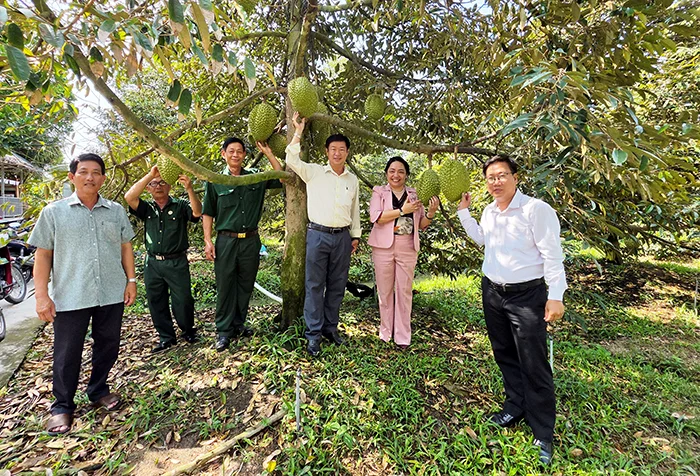 Quản lý sức khỏe cây trồng tổng hợp và thực hiện mô hình VietGAP trên cây sầu riêng&nbsp;