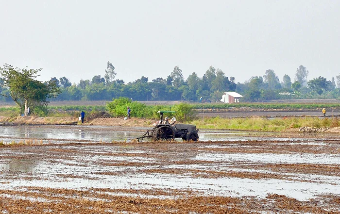 Cần Thơ khuyến cáo chuyển đổi trồng cây màu trên đất lúa kém hiệu quả, sử dụng ít nước trong mùa khô hạn&nbsp;